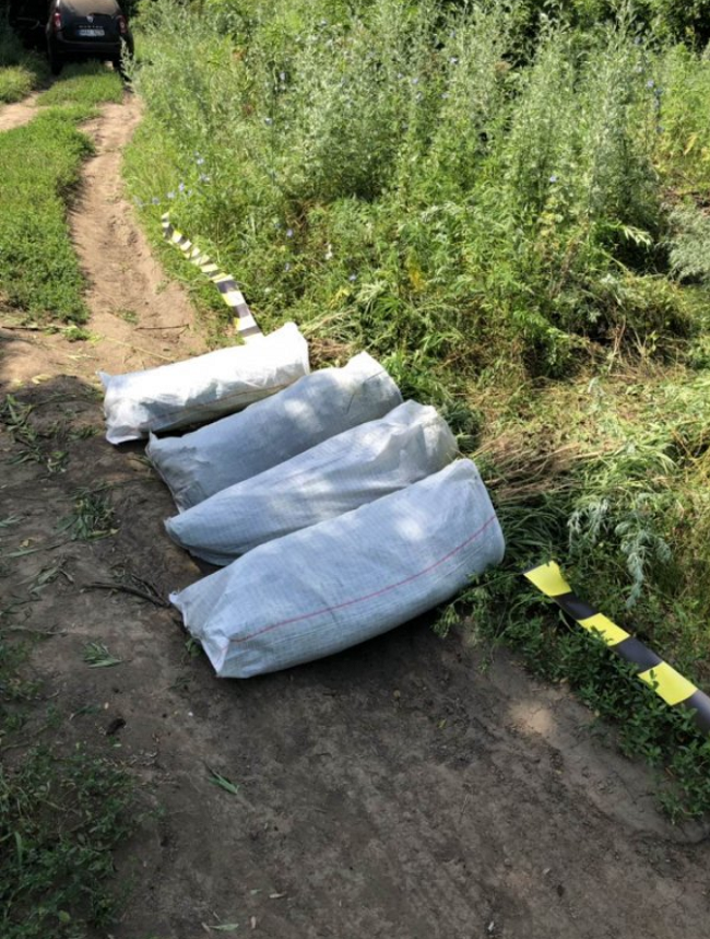 Пограничные полицейские обнаружили плантацию конопли