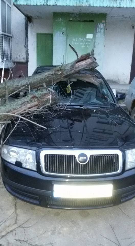 В Кишиневе дерево рухнуло на припаркованный у подъезда автомобиль