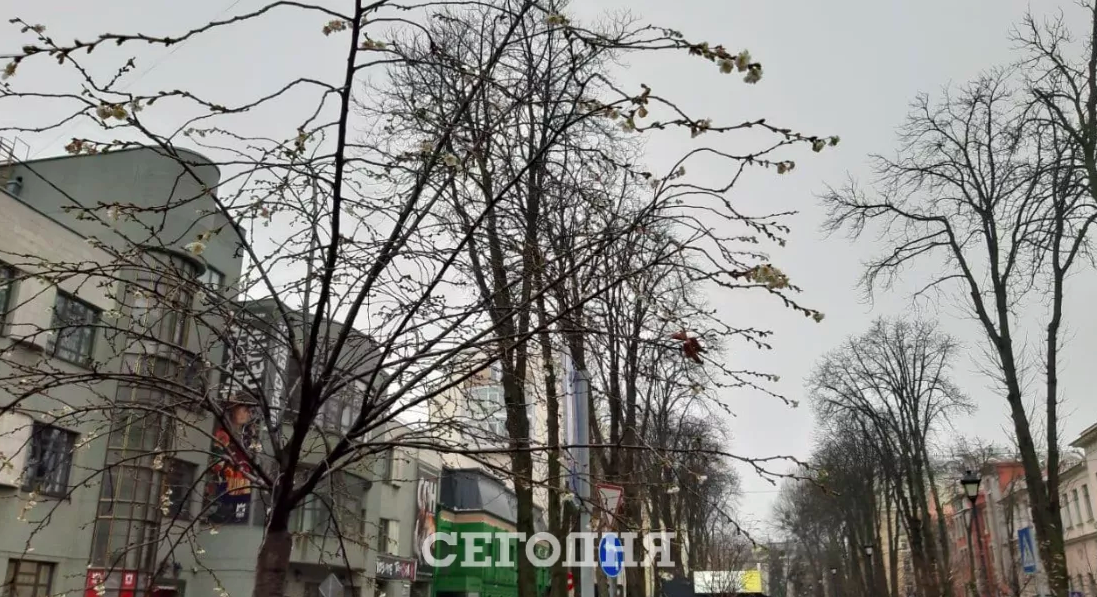 В Киеве посреди декабря зацвели деревья