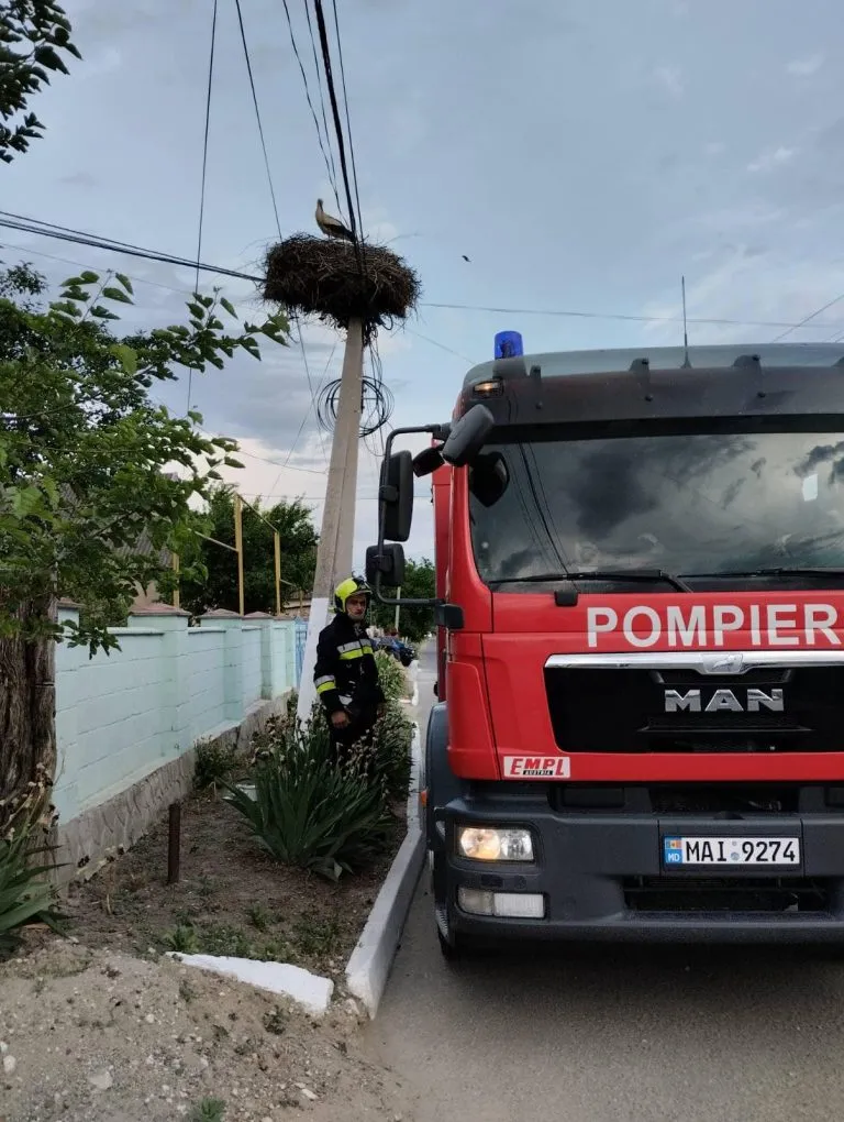 Молдавские спасатели вернули в гнездо выпавшего птенца аиста