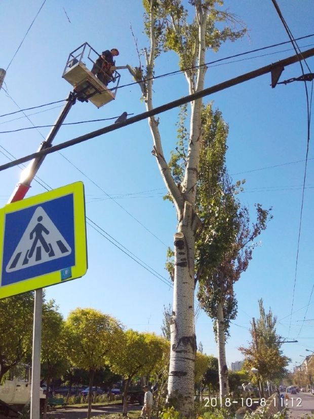 На бульваре Григоре Виеру посадят более 300 деревьев и кустарников
