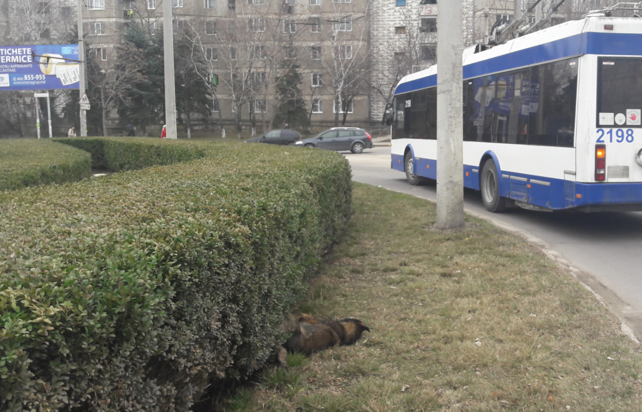 В Кишиневе снова травят бездомных животных