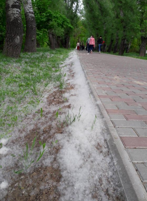 Белые ковры и дорожки из тополиного пуха покрыли парки Кишинева