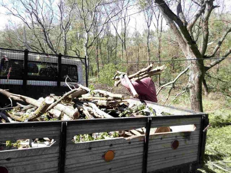 Profitorii stihiei. Munteanu: Defrișează arbori sănătoși pentru a-și face interesele