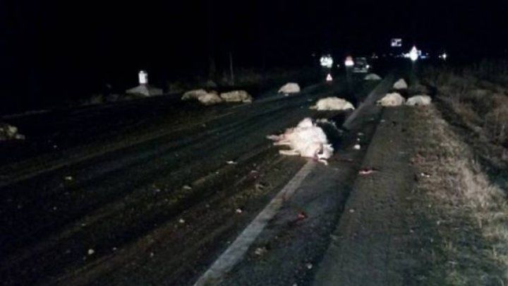Imagini terifiante: Un șofer a intrat într-o turmă de oi