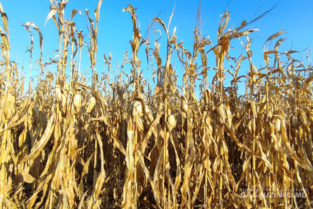 В Гагаузии небывалый урожай кукурузы, но аграрии ему не рады