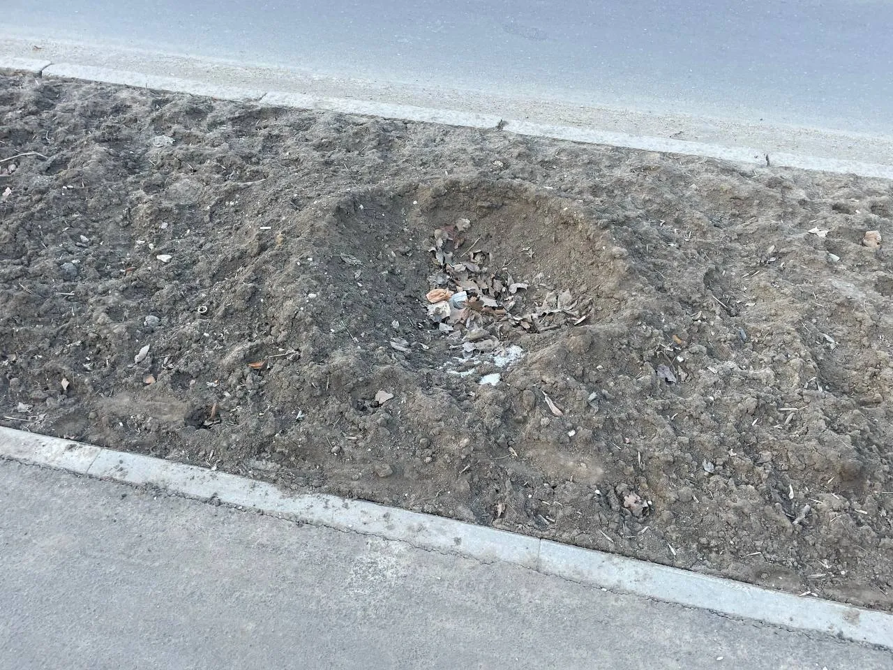 În Capitală dispar copacii proaspăt plantați