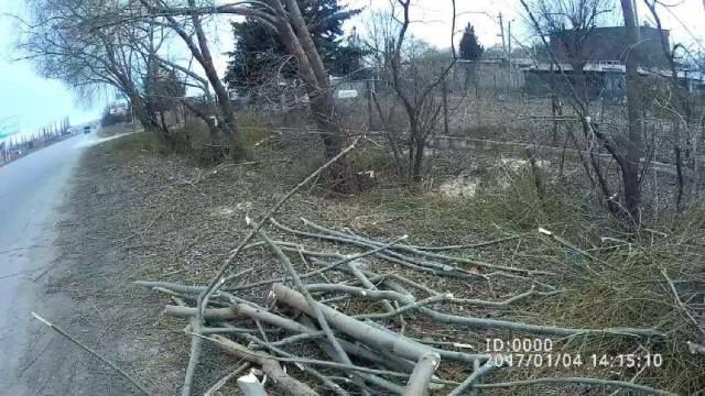 Жители муниципия Бельцы попались на незаконной вырубке деревьев