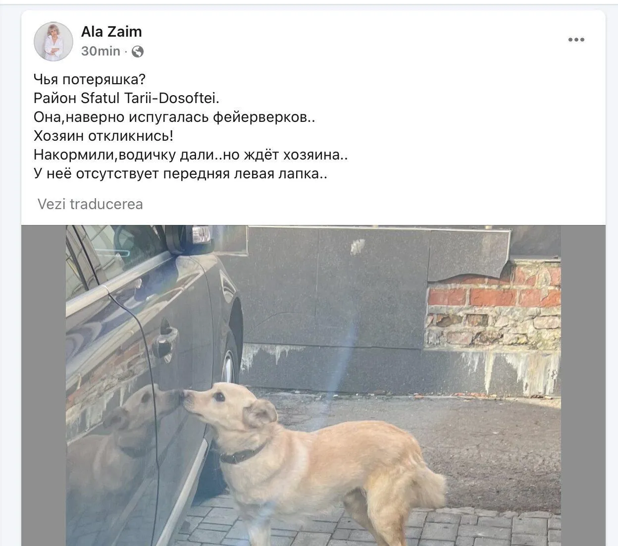 Câinele Maiei Sandu a evadat din curtea Președinției: Codruț a fost găsit și returnat
