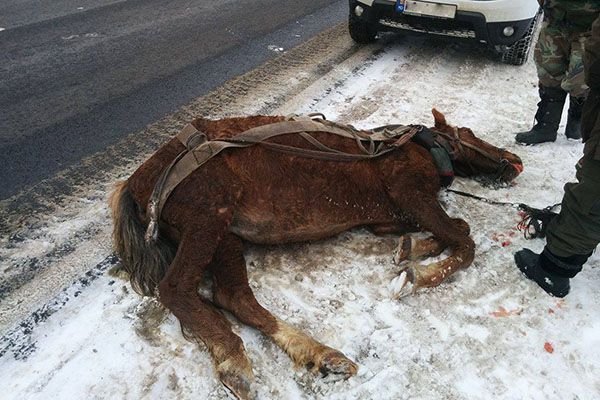 Un bărbat din Cimişlia şi-a ucis calul în bătaie: "Este al meu şi fac ce vreau cu el"