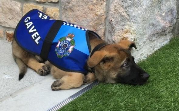 Un câine polițist a fost concediat pentru că era prea prietenos