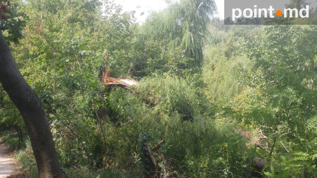В Долине роз по-прежнему не убраны ветки и полно мусора