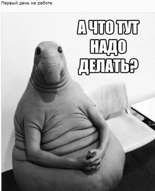 Пользователей соцсетей покорил мем «Ждун»