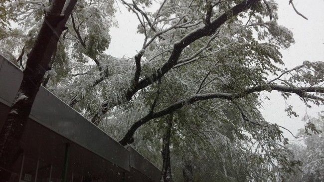 В центре Кишинева дерево упало на цветочный бутик