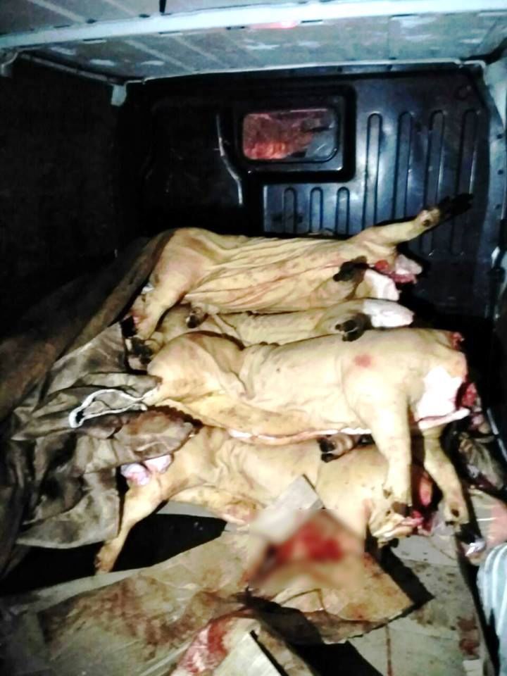 Carne de porc, transportată în condiții insalubre, urmau să ajungă la Piața Centrală