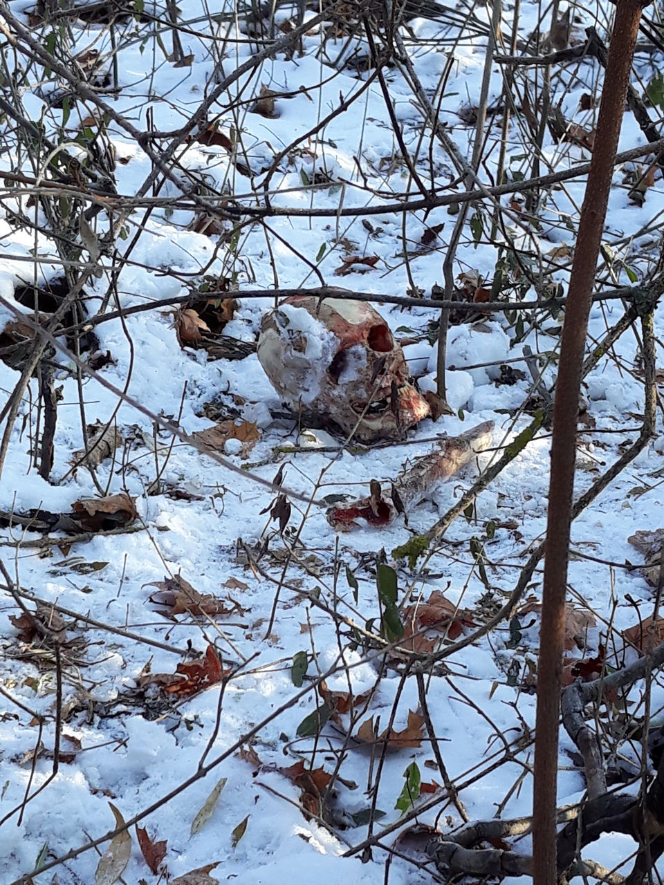 На Чеканах обнаружили человеческий череп