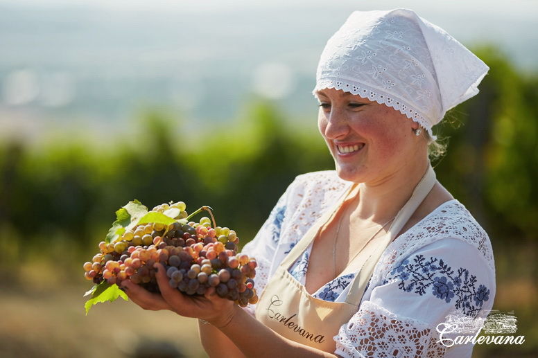 «Dionysos-Mereni» va fabrica un număr record de sticle de vin