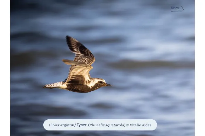 O nouă Listă Roşie a speciilor periclitate include cinci păsări din fauna R. Moldova