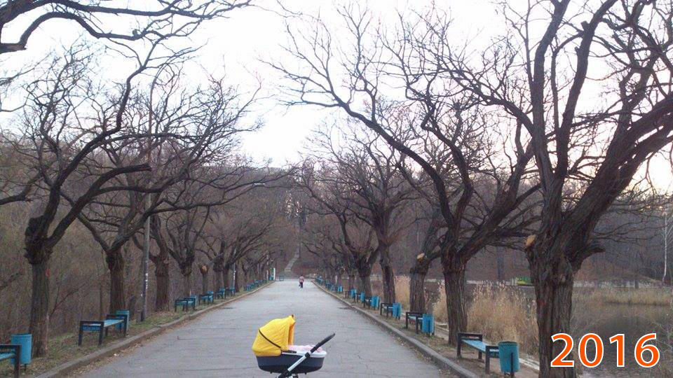 В Долине роз уничтожили уникальную аллею