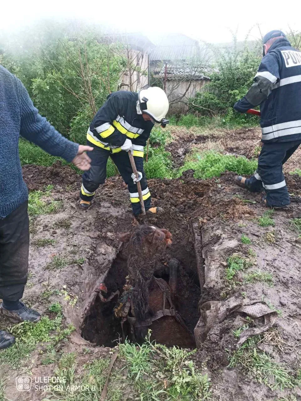 В Фалештском районе спасли лошадь, упавшую в сточную яму