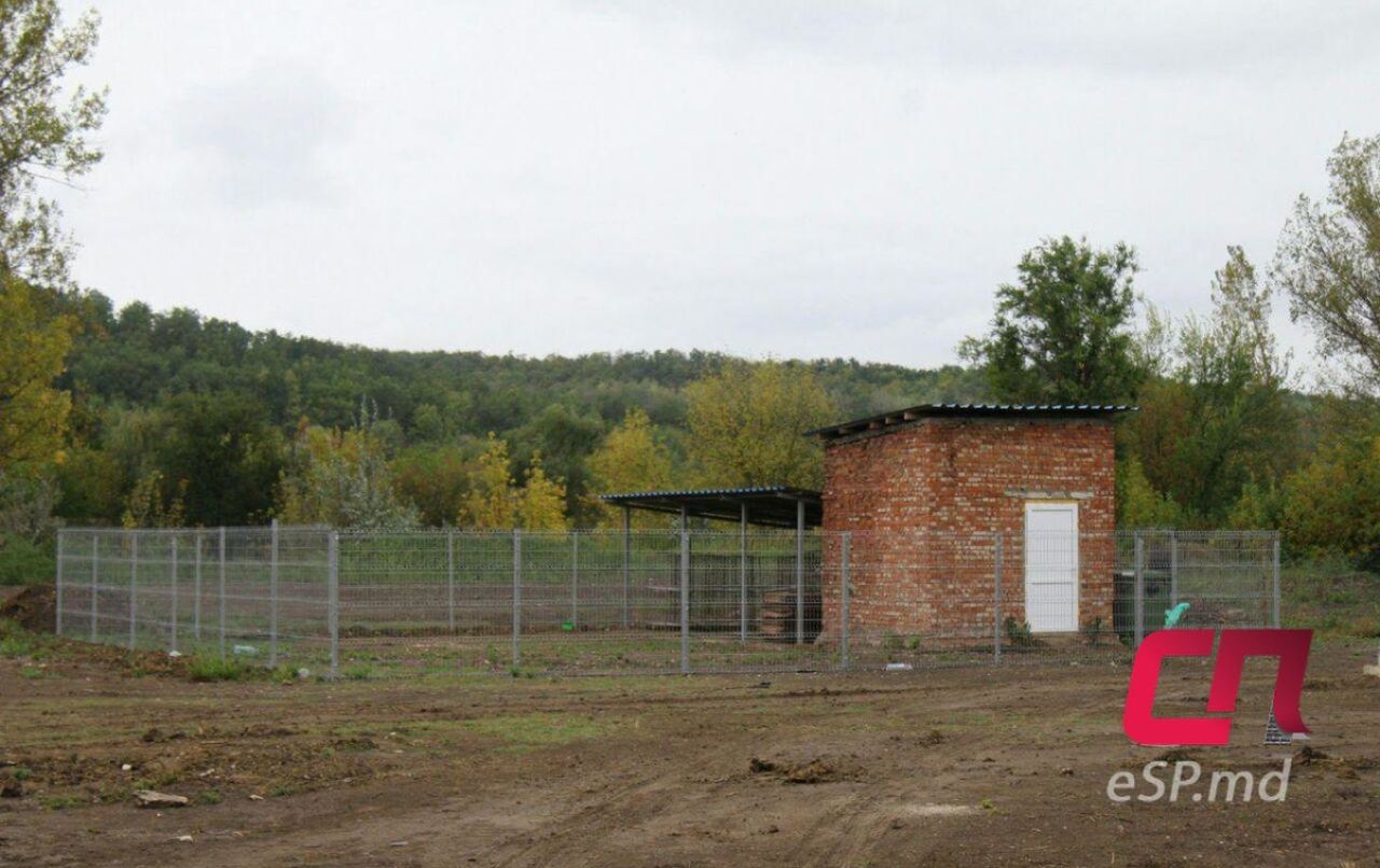 Бездомным собакам в Бельцах нашли временное пристанище