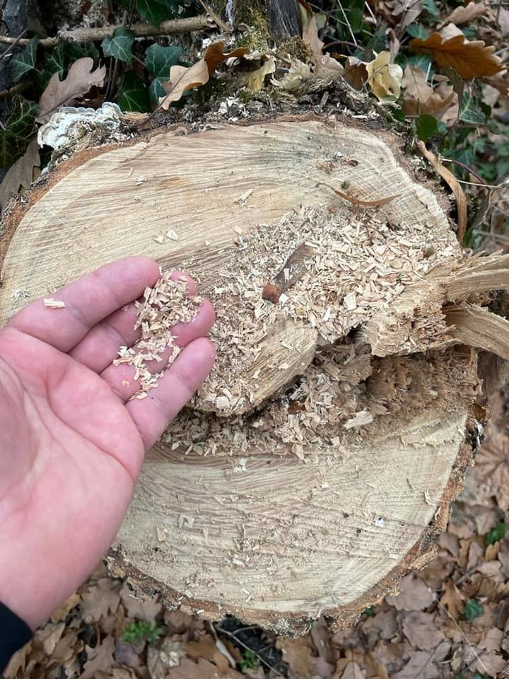 Alerta unui ex-primar de Chișinău: Pădurile rămân fără copaci. Trăim vremuri paradoxale 4 Alerta unui ex-primar de Chișinău: Pădurile rămân fără copaci. Trăim vremuri paradoxale