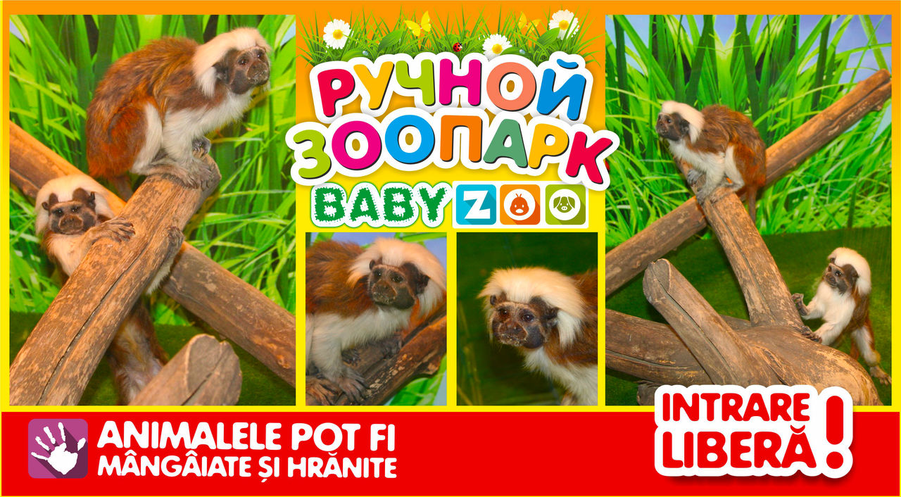Baby Hall: в ручном зоопарке Baby Zoo две новые обезьянки ®