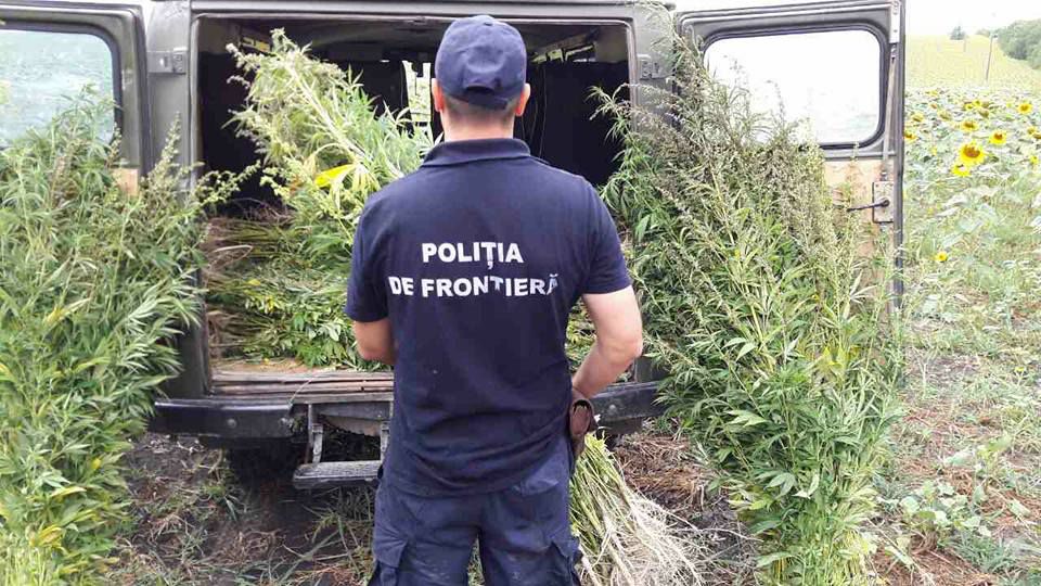 Cânepă depistată printre plantațiile de floarea- soarelui