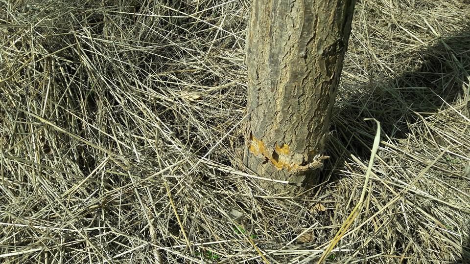 Unde a fost găsit calul care a murit în parcul Valea Morilor