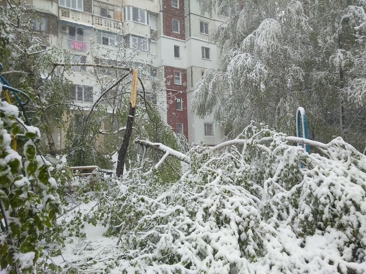Dezastru în Capitală: Copacii cad ca secerați. Sectoarele afectate