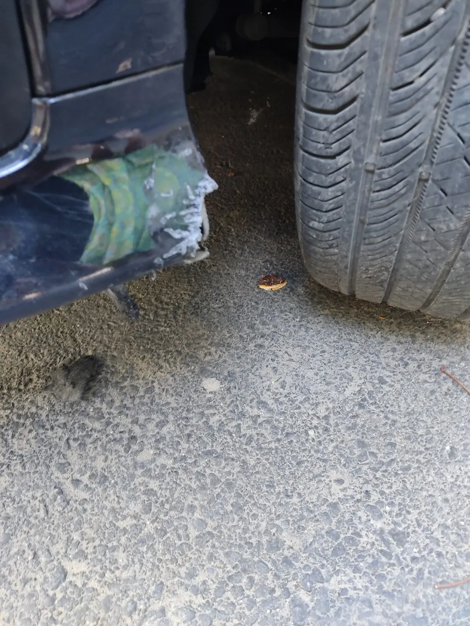 В Кишиневе дворняги растерзали бампер и погрызли провода припаркованного авто