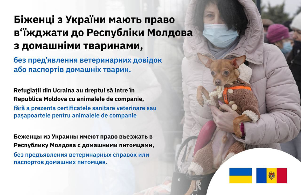 Молдова упростила правила ввоза домашних животных для беженцев