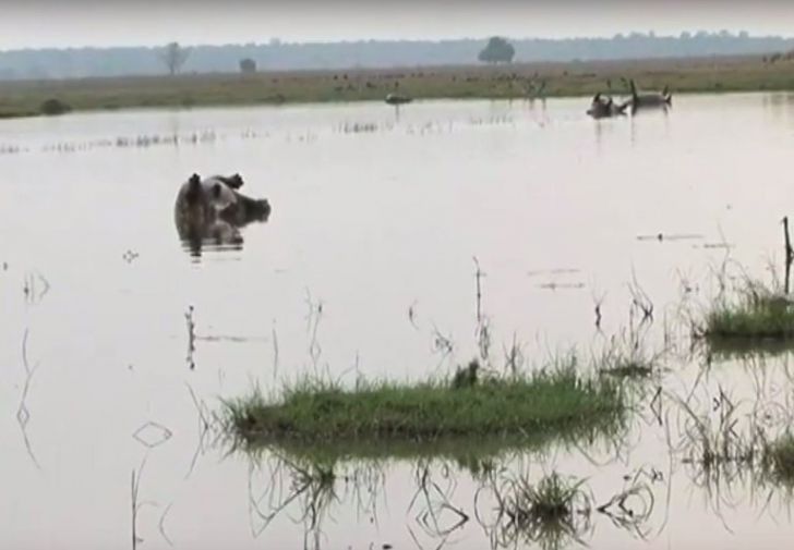 Imagini de groază: Ce se întâmplă cu aceste animale