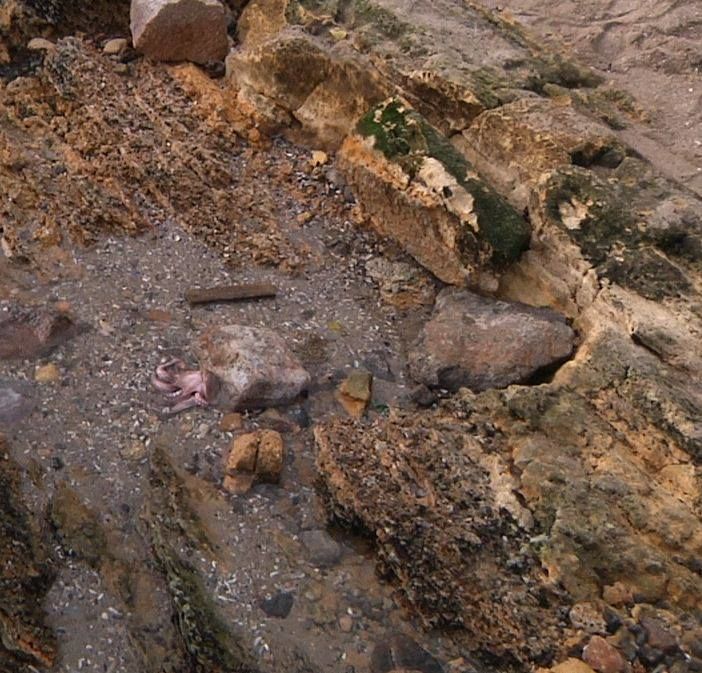 В Одессе на пляже обнаружили необычного морского жителя