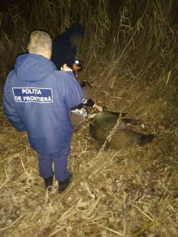 Doi braconieri, originari din Leova, reținuți. Au vânat un mistreț de circa 100 de kg dintr-o armă deținută ilegal