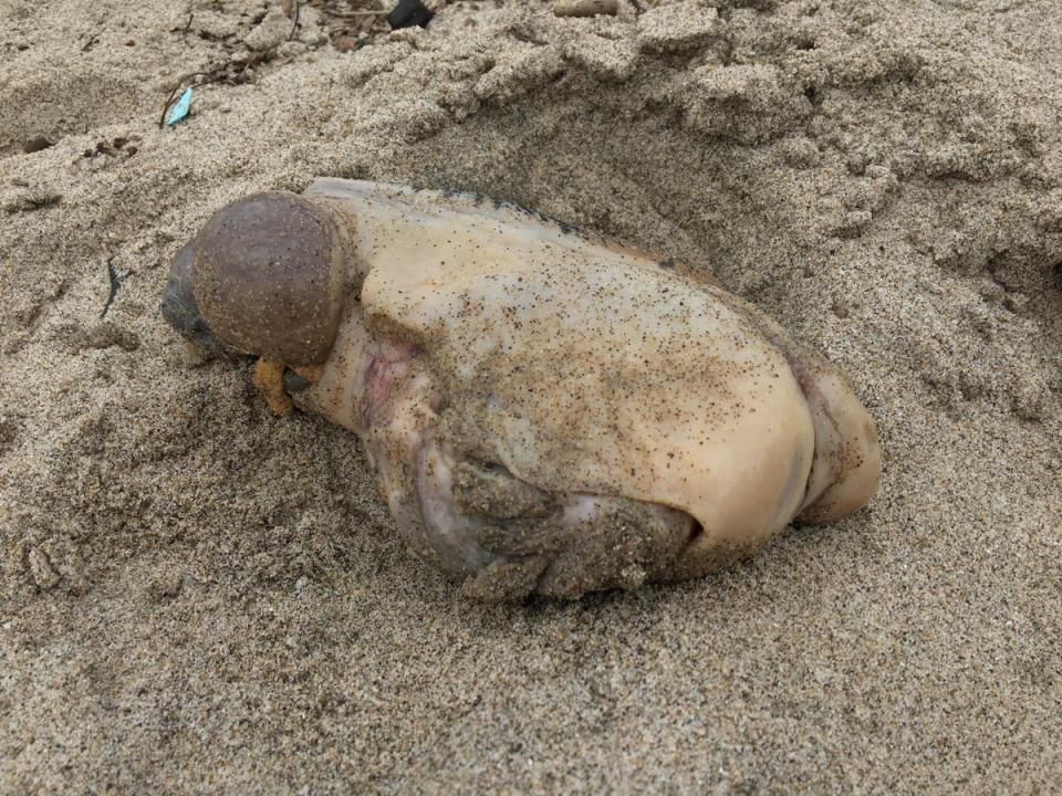 На пляже в Малибу нашли загадочное существо, похожее на гигантского слизня