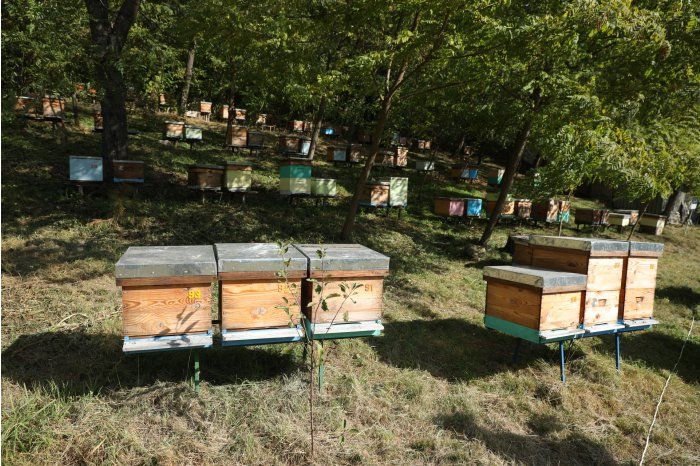 Еще одна группа пчеловодов Молдовы получила сертификат ECO на мед