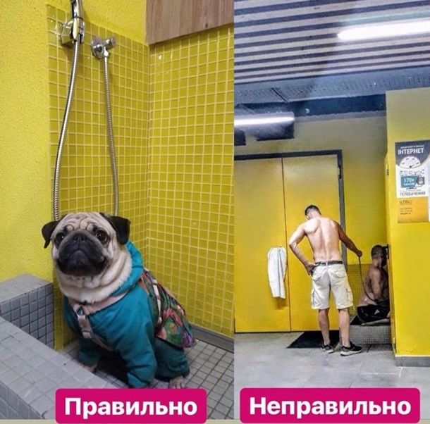 В киевских подъездах появляются душевые для собак