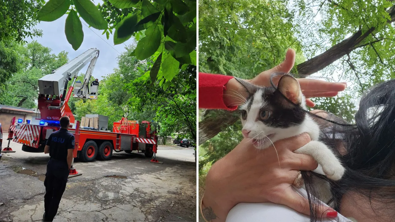 В Кишиневе спасатели сняли с дерева котенка