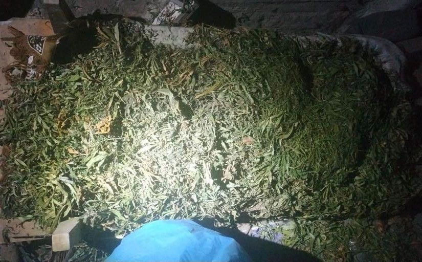 Полиция изъяла в доме жителя Джурджулешт наркотики на сумму более миллиона леев
