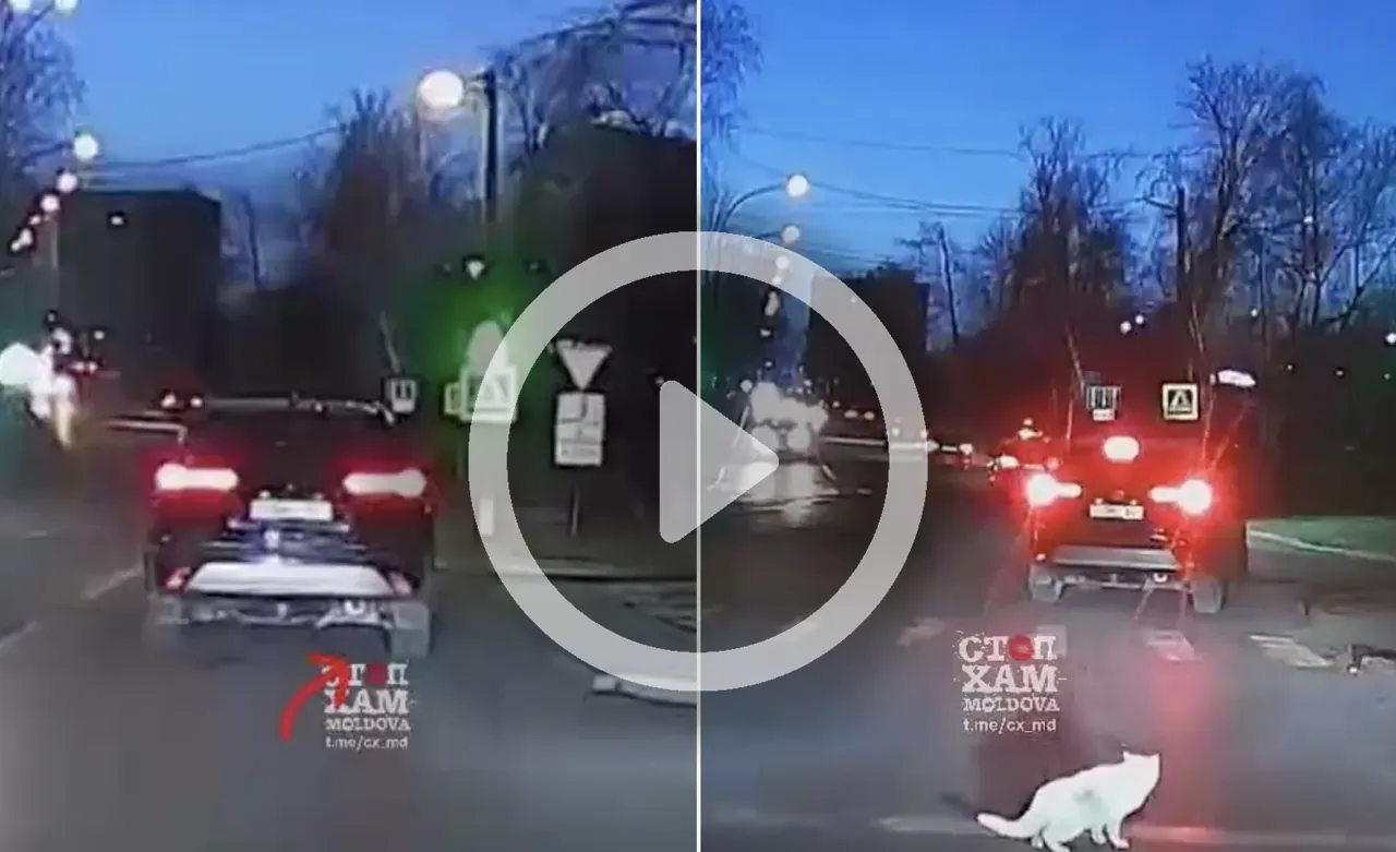 O pisică a căzut de sub o mașină în timpul mersului la Chișinău