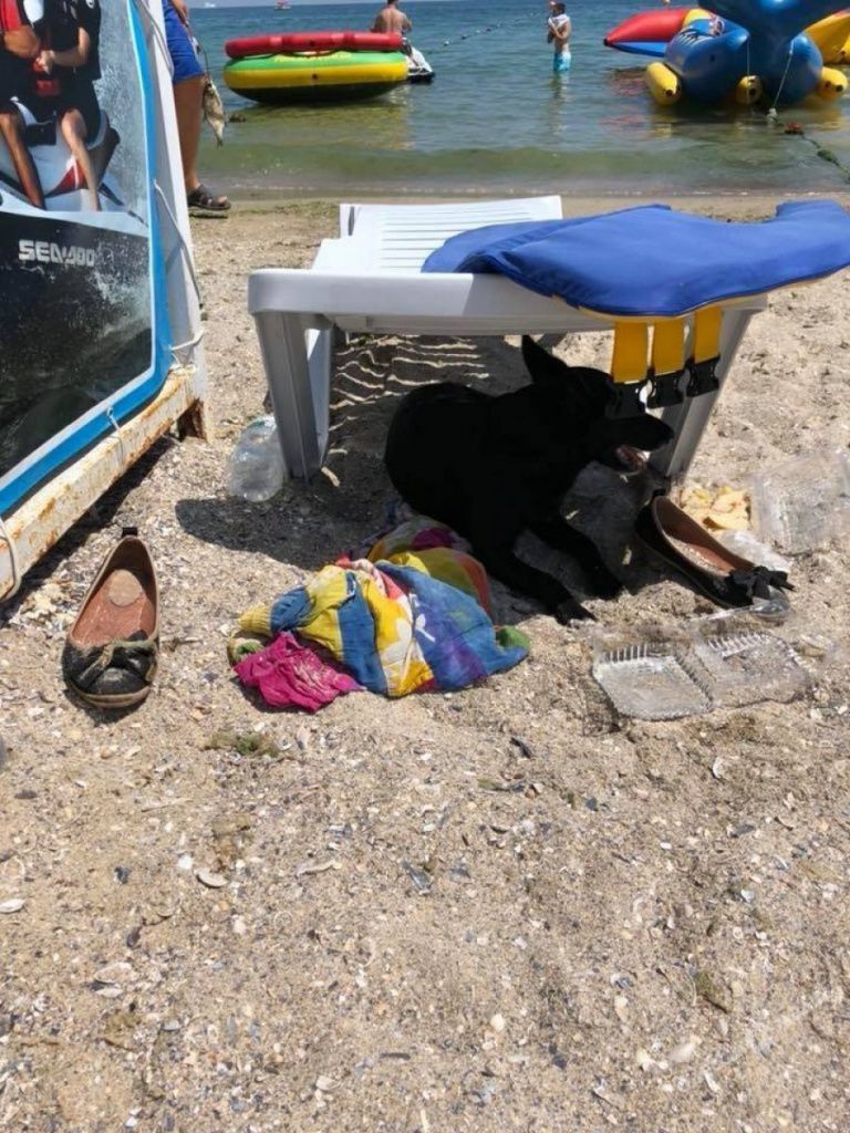 Собака весь день прождала хозяйку на одесском пляже