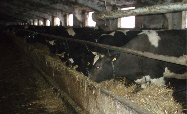 Banca de Economii vinde până și... bovine! De data aceasta se propun spre comercializare 20 de vite mulgătoare