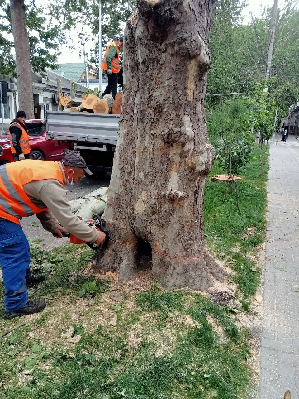 Apelul Primăriei în legătură cu defrișarea unor arbori: Nu manipulați opinia publică
