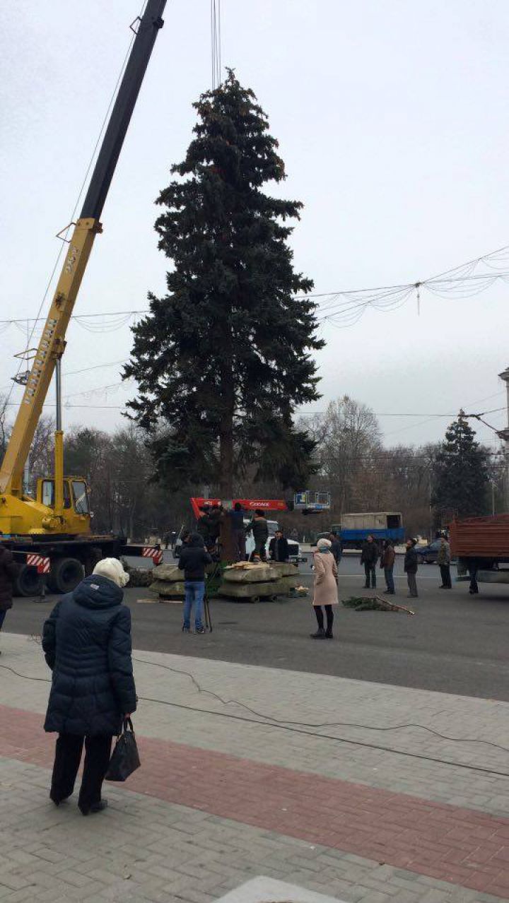 Pomul de Crăciun a fost adus în PMAN. Impresiile locuitorilor Capitalei