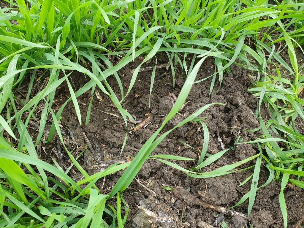 Агро-Панфил: Как получить плодородную почву при минимальных затратах