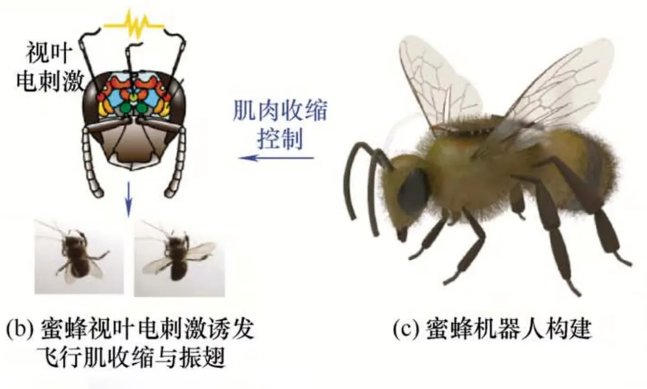 Китайские ученые изобрели пчел-киборгов: подходят для разведки и поиска пропавших