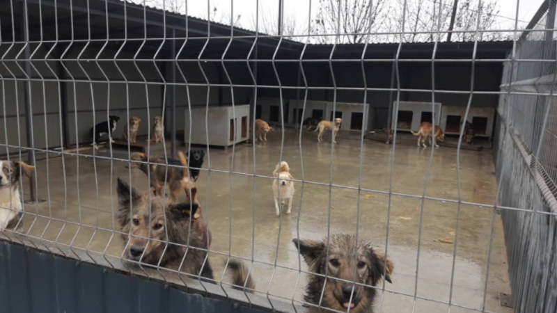 Десятки нарушений обнаружены ANSA в кишиневском приюте для животных