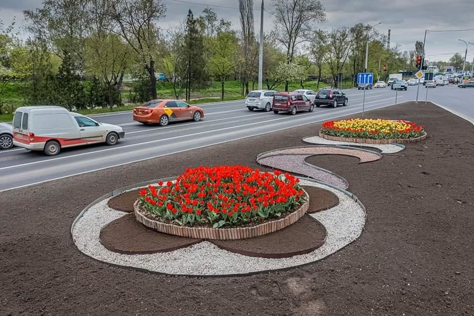 Неизвестные срезали тюльпаны, высаженные на клумбах на улице Албишоара