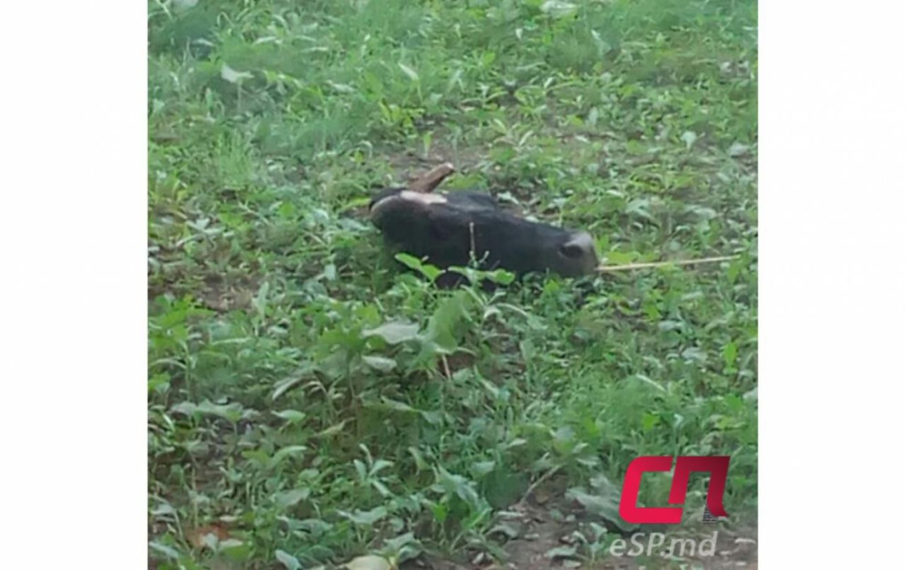 В Бельцах во дворе многоэтажного дома обнаружена голова коровы